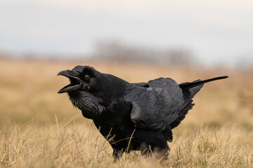 Black raven standing on a meadow