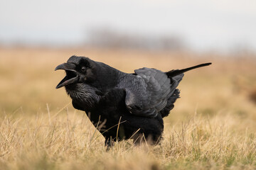 Black raven standing on a meadow