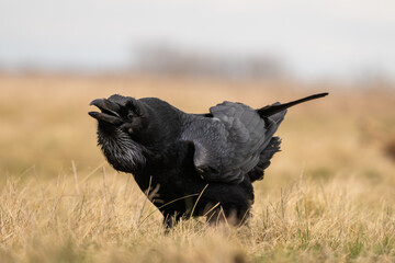 Black raven standing on a meadow