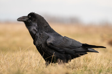 Black raven standing on a meadow