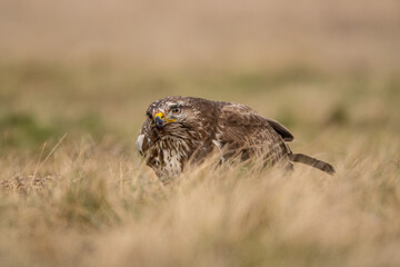 common buzzard standing alone