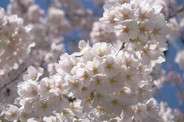Delicate and beautiful cherry blossom against blue sky background. Sakura blossom. Japanese cherry blossom.
