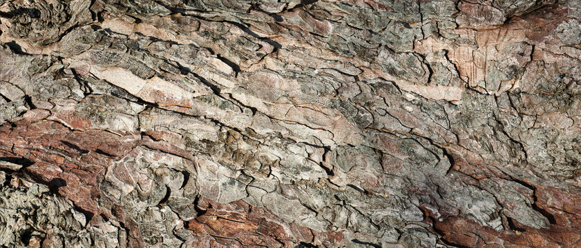 Texture of old weathered tree bark