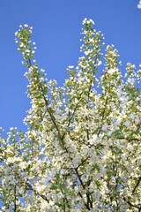 blossoming apple tree