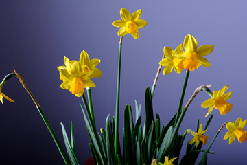 Fototapeta premium Yellow narcissus flower bouquet on a blue background