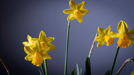 Yellow narcissus flower bouquet on a blue background