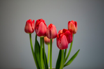 Red tulips flower bouquet on a grey background