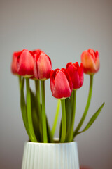 Red tulips flower bouquet in a white pot on a grey background