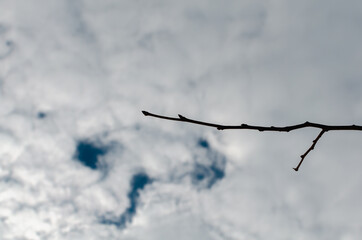 A branch without leaves with buds against the sky.