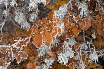 Bunte  gefrorene Blätter im Winter