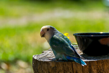 lovebird on top of a garden plant. 