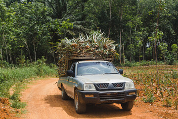 Obraz na płótnie Canvas A pickup truck carries pineapples from the farm for processing.
