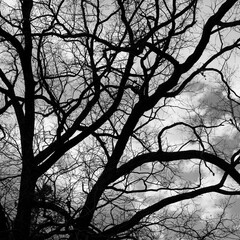 Struktur von Bäumen in Schwarzweiß