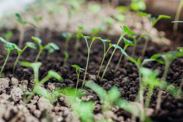 Growing cabbage and tomato seedlings in pots at home. Spring gardening season. Agriculture and farming.