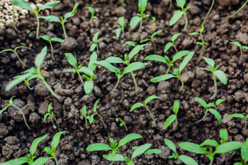 Growing tomato seedlings in pots at home. Spring gardening. Agriculture and eco farming.
