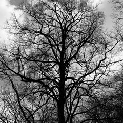 Baumstrukturen in Schwarzweiß