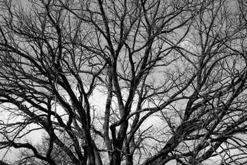 Baumstrukturen in Schwarzweiß
