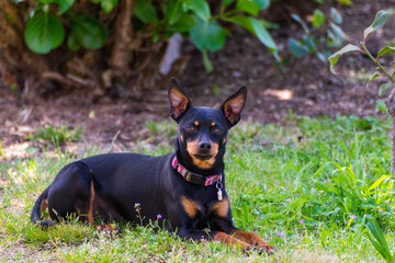 German pinscher lying in the garden.