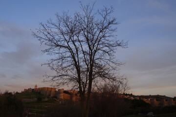 Tree without leafs with sunset sky