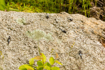 Chalk-fronted corporal dragonflies on a rock in New Hampshire.