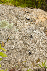 Chalk-fronted corporal dragonflies on a rock in New Hampshire.