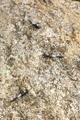 Chalk-fronted corporal dragonflies on a rock in New Hampshire.