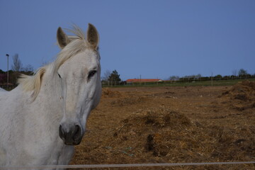 Face of a white horse