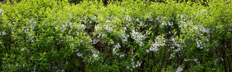 バナーサイズに切り抜いたユキヤナギ画像 