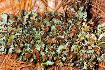 Foliose lichen with large brown apothecia from New Hampshire.