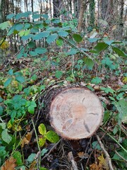 stump in the forest