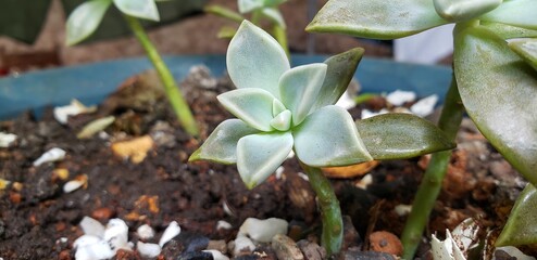 suculenta
