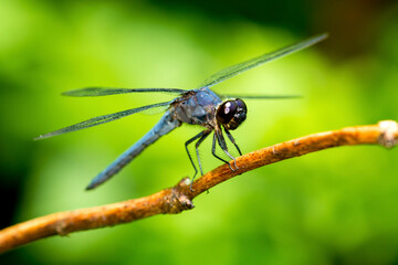 Slate skimmer dragonfly on a branch in New Hampshire.