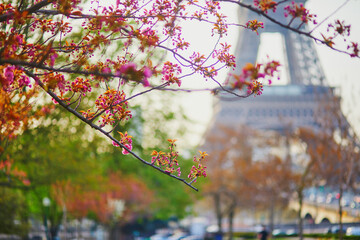 Cherry blossom flowers starting to bloom near the Eiffel tower