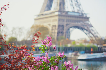 Lilac in full bloom near the Eiffel tower