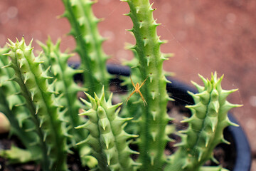 Spider on Huernia keniensis