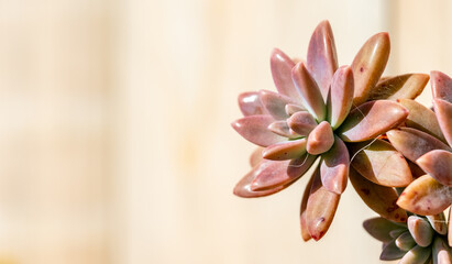 Close up of a fleshy succulent with wood in background.
