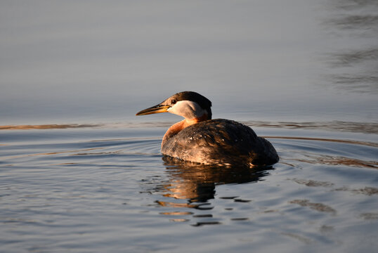 Male Red Necked Grebe in breeding plumage at dawn swimming on a lake