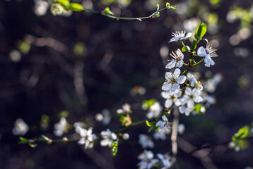 Sour cherry (Prunus cerasus) blossom at spring