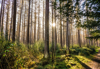 Fototapeta premium morning in the forest