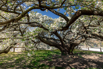 Paris, France - March 31, 2021: Beautiful blooming white cherry blossom tree in Jardin des plantes in Paris in sunny spring march day