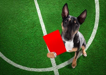 Printed kitchen splashbacks Crazy dog Referee arbitrator dog with whistle