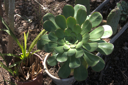 A verode plant typical of the island of Tenerife, Canary Islands, Spain