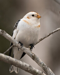 Bunting bird Photo Stock. Bunting bird close-up front view, perched on a tree branch with a blur background in its environment and habitat. Image. Picture. Portrait.
