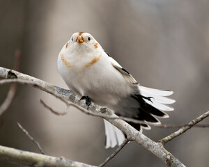 Bunting bird Photo Stock. Close-up view, perched on a tree branch with spread tail with a blur background in its environment and habitat. Image. Picture. Portrait.
