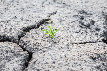 Macro shot of earliest braird on eroded land. Ecology concept. Rising sprout on dry ground. Green plant growing from cracked earth. New life. Concept of global warming.