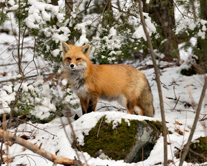 Red Fox Photo Stock.  Close-up profile view in the winter season standing on a moss rock with blur forest background and enjoying its environment and habitat. Fox Image.