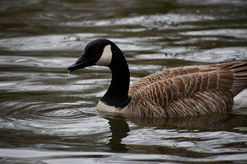 canadian goose swimming