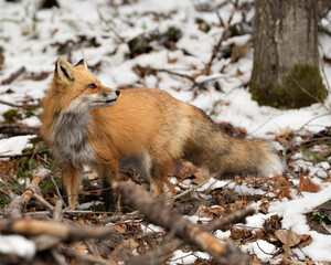 Red Fox Photo Stock. Close-up profile view in the winter season with blur snow background and enjoying its environment and habitat. Fox Image.
