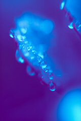 Raindrops on leaves. Futuristic atmosphere, blue bokeh background, macro nature. Raindrops on close-up plants. Bubbles of water. Cold colors.