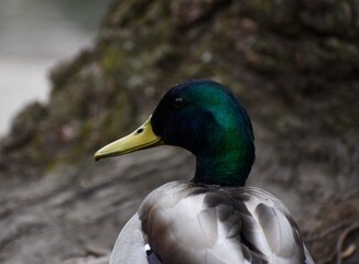 Obraz premium duck in the park